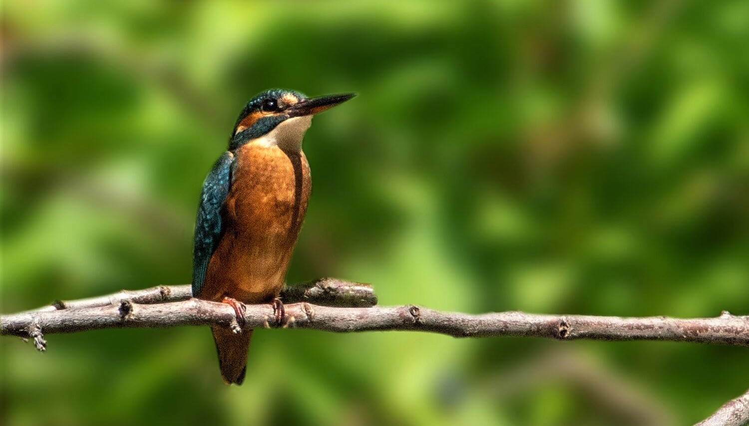 Sur les chemins du Grand Castélou